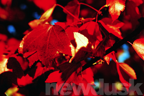 fall red